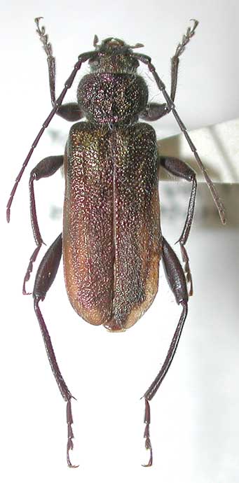 アオヒメスギカミキリ