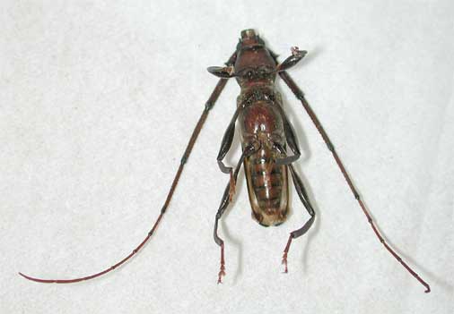 アオスジカミキリ