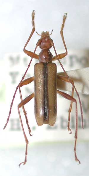 アサマヒメハナカミキリ