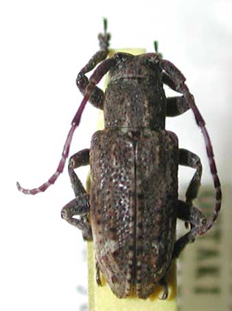 アトモンサビカミキリ