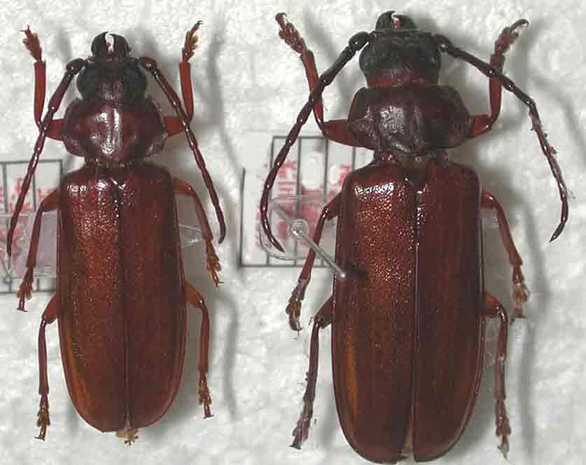 ベーツヒラタカミキリ