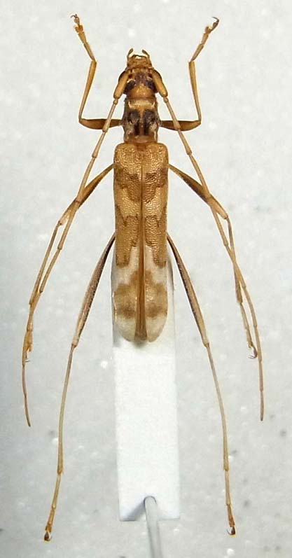 ベーツヤサカミキリ