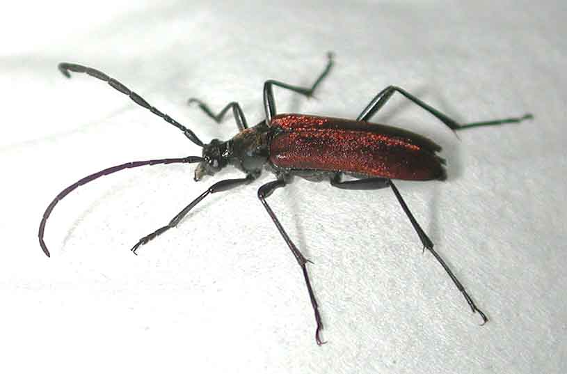 ベニバハナカミキリ