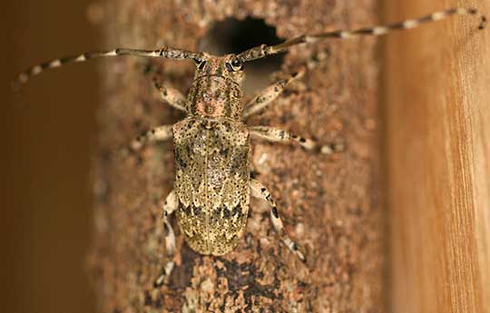 ベニモンゴマフカミキリ