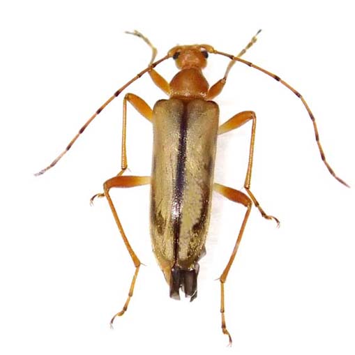 ブービエヒメハナカミキリ