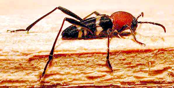 ブドウトラカミキリ