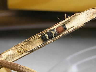 ブドウトラカミキリ