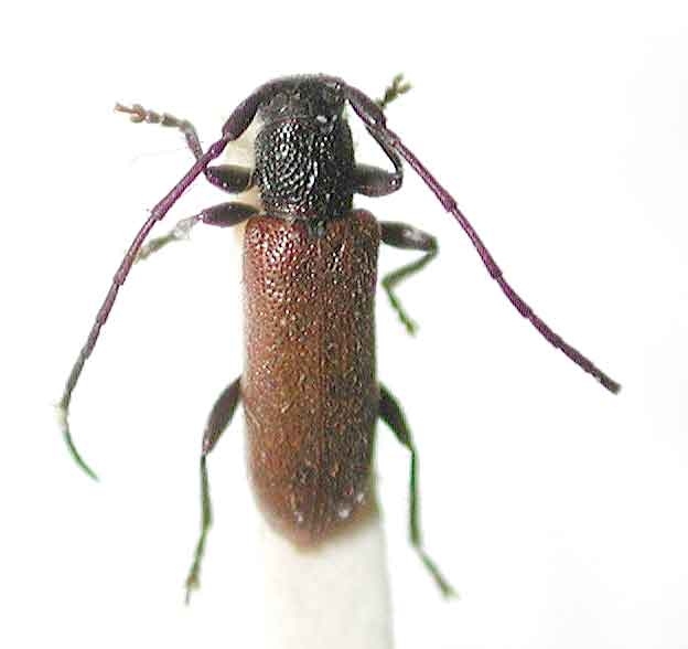 チャバネクロツツカミキリ