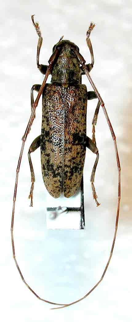 チャボヒゲナガカミキリ