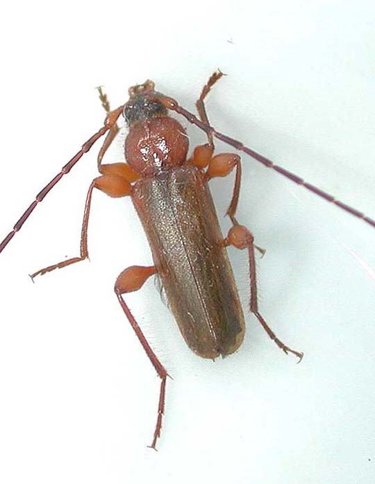 チャイロホソヒラタカミキリ