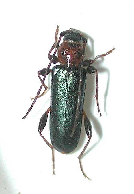 チャイロホソヒラタカミキリ