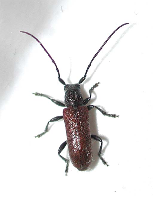 チャバネクロツツカミキリ