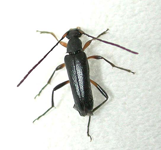 チビハナカミキリ