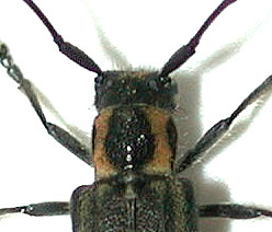 チチブニセリンゴカミキリ