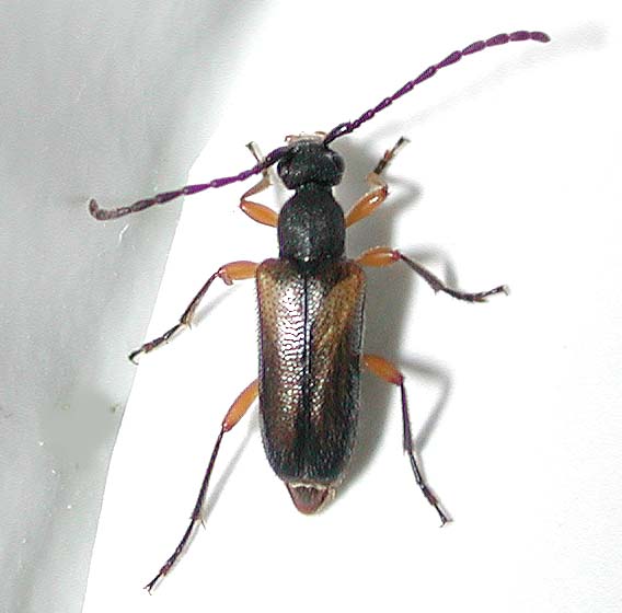 チャボハナカミキリ