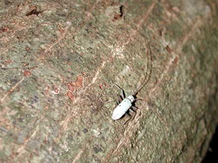 チョウセンシロカミキリ