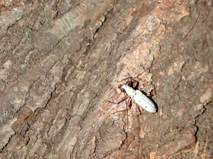 チョウセンシロカミキリ