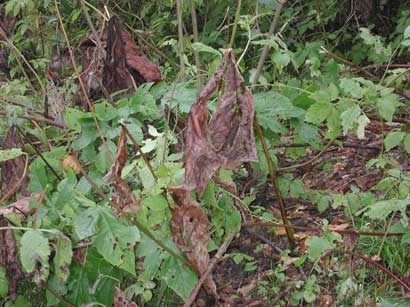チュウブマヤサンコブヤハズカミキリ