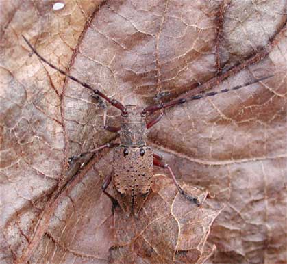 チュウブマヤサンコブヤハズカミキリ