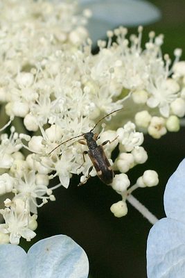 チュウジョウヒメハナカミキリ