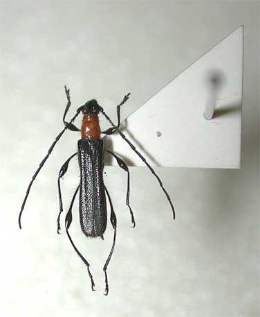 チュウジョウクビアカモモブトホソカミキリ