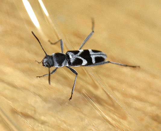 チュウジョウトラカミキリ