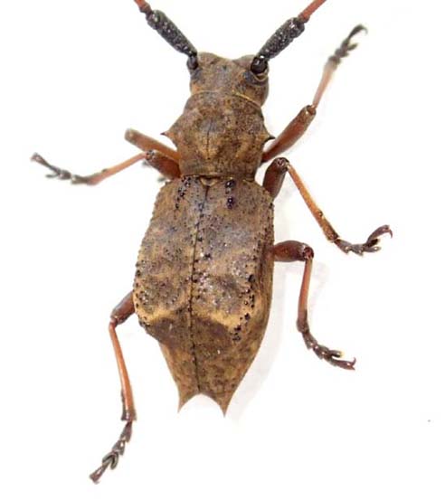 ダイセンセダカコブヤハズカミキリ