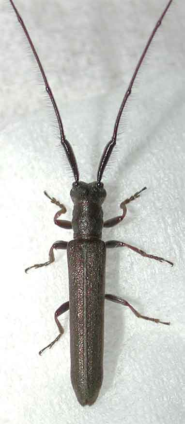 ドウボソカミキリ