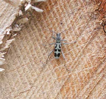 エグリトラカミキリ