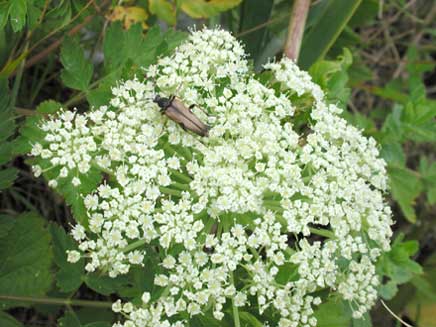 エトロフハナカミキリ