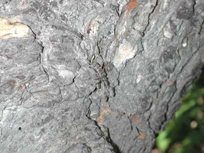 エゾハイイロハナカミキリ