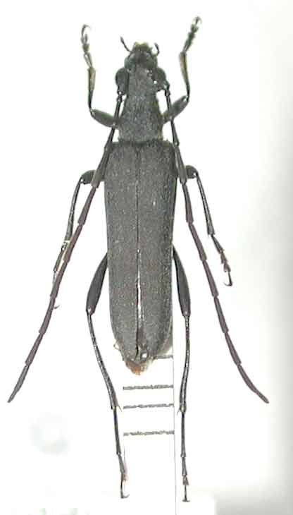 エゾスミイロハナカミキリ