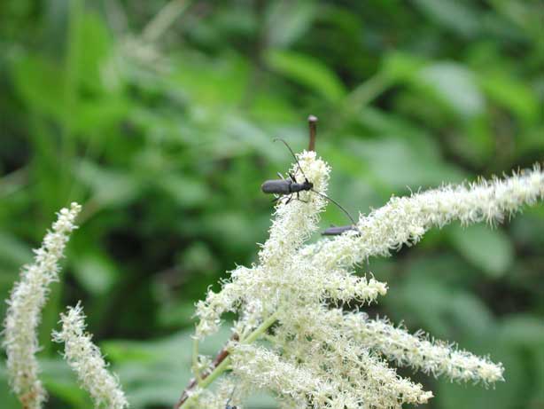 エゾスミイロハナカミキリ