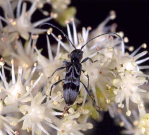 エゾトラカミキリ