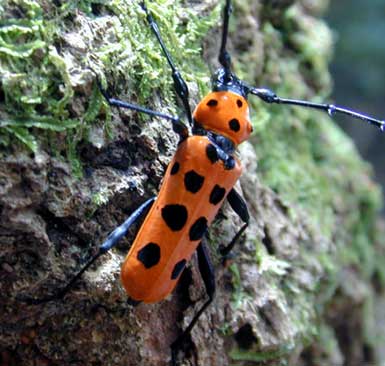 フェリエベニボシカミキリ