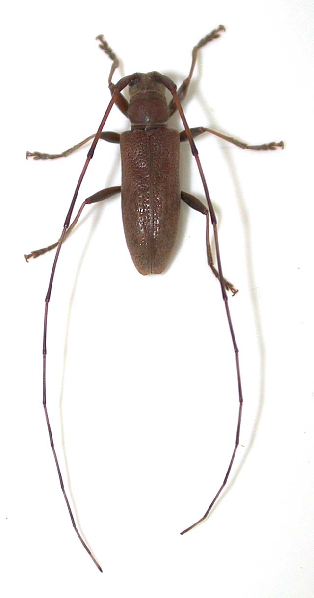 フェリエビロウドカミキリ