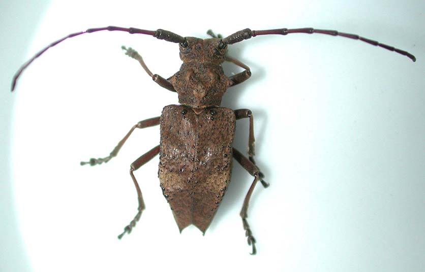 フジコブヤハズカミキリ