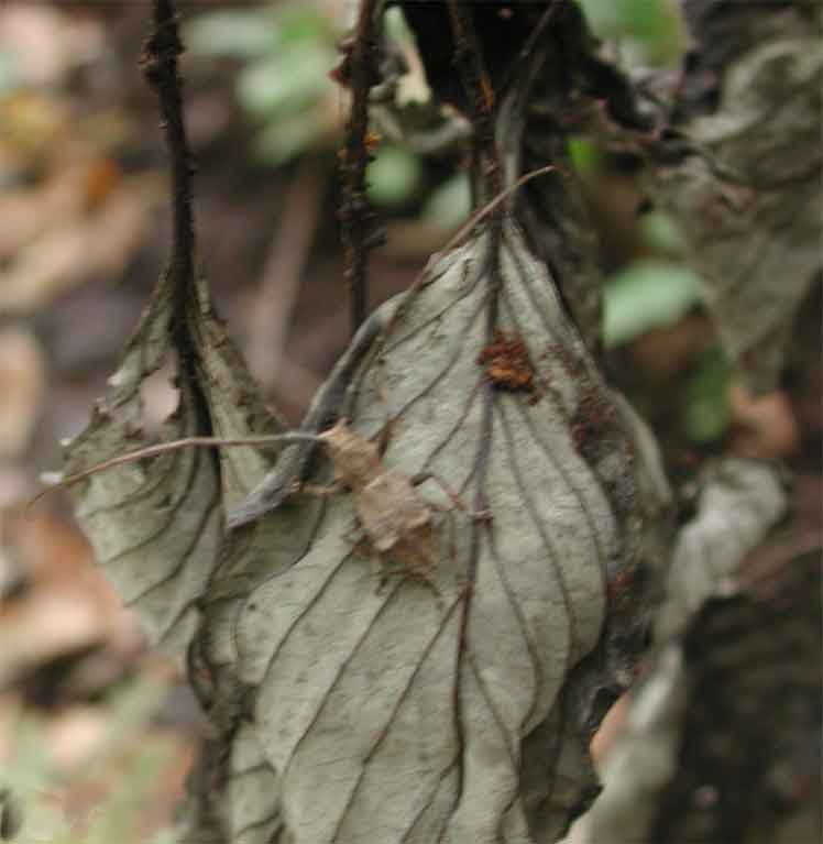 フクチセダカコブヤハズカミキリ