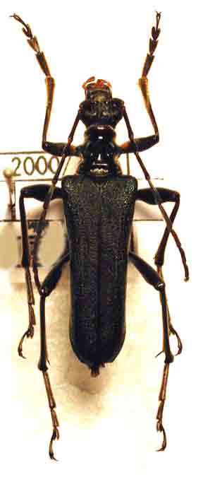 フタコブルリハナカミキリ