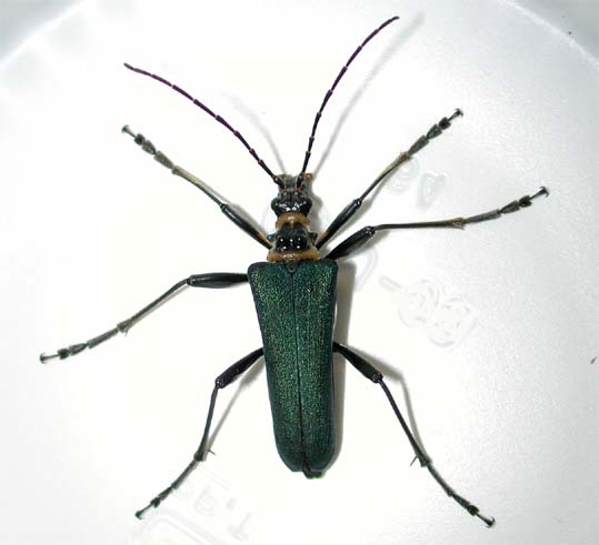 フタコブルリハナカミキリ