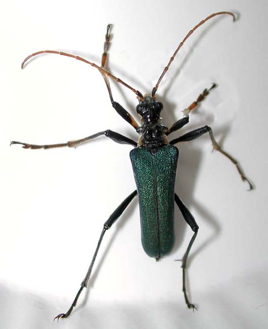 フタコブルリハナカミキリ