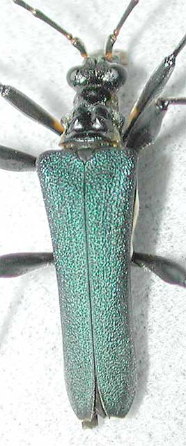 フタコブルリハナカミキリ