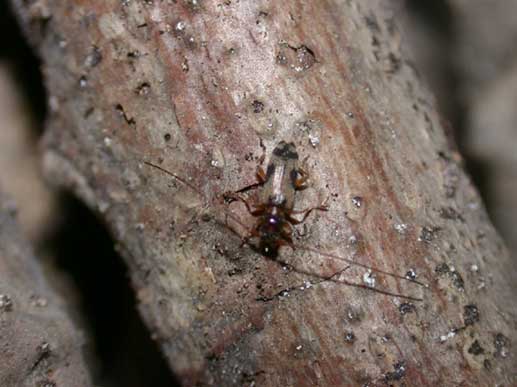 フタモンアラゲカミキリ