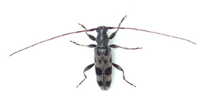 フタオビアラゲカミキリ