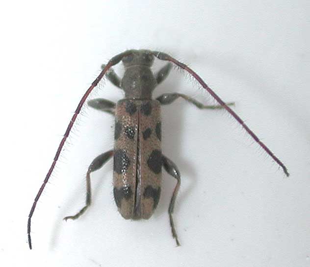 フタオビアラゲカミキリ