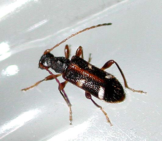 フタオビヒメハナカミキリ