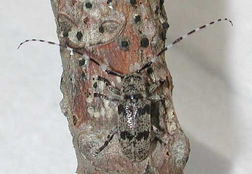 フタスジゴマフカミキリ