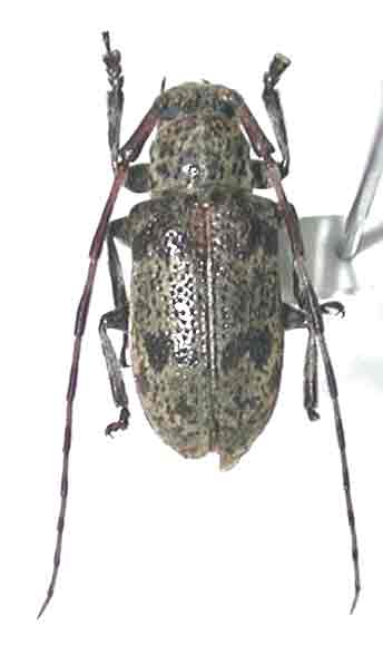 フタスジゴマフカミキリ