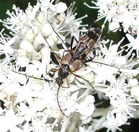 フタスジハナカミキリ