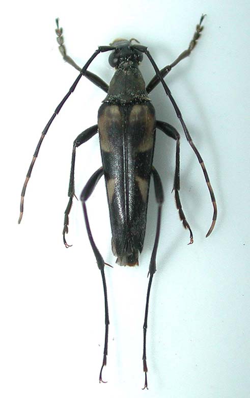 フタスジハナカミキリ